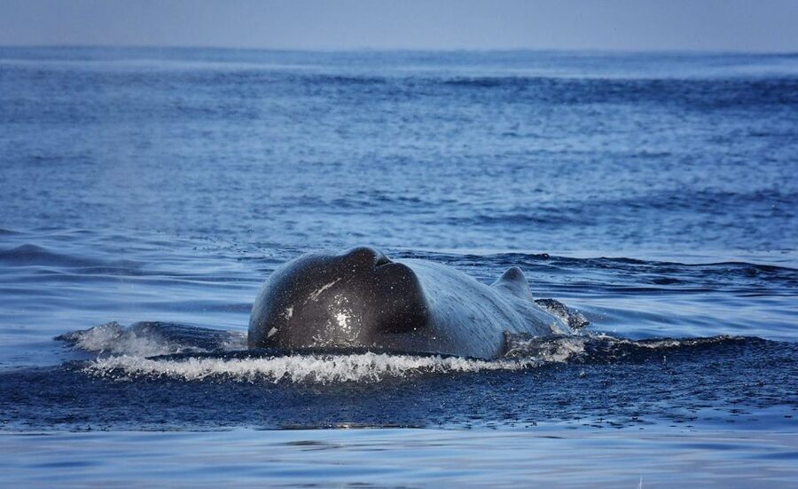 From Calheta: Madeira Whale and Dolphin Watching Boat Tour - A respectful approach makes the encounter better