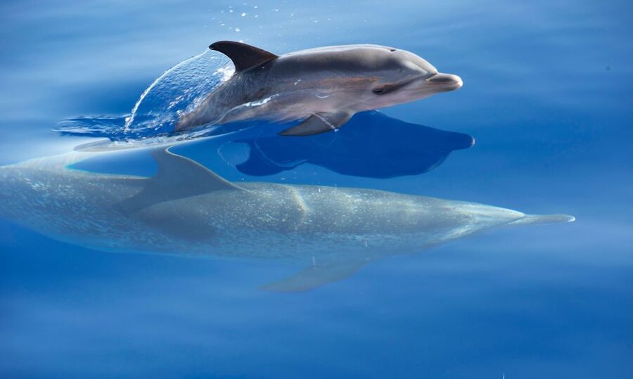From Calheta: Madeira Whale and Dolphin Watching Boat Tour - What the ride is like in real conditions