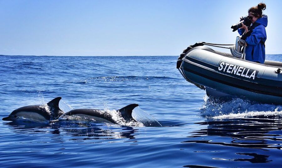 From Calheta: Madeira Whale and Dolphin Watching Boat Tour - Is $67 a fair price?
