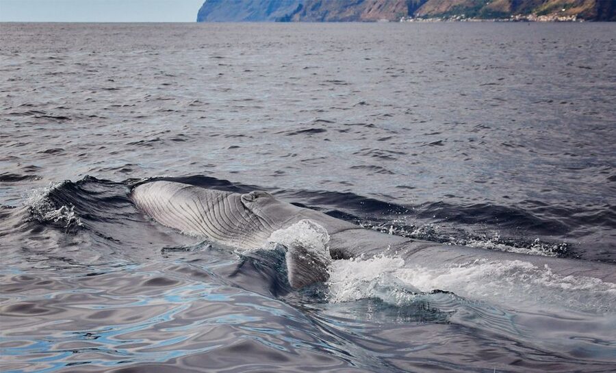From Calheta: Madeira Whale and Dolphin Watching Boat Tour - How the two-hour search usually unfolds