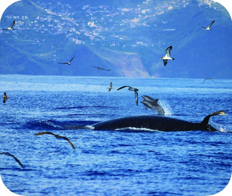 From Calheta: Whale and Dolphin Watching RIB Boat Tour - Should You Book the H2oMadeira RIB Tour?