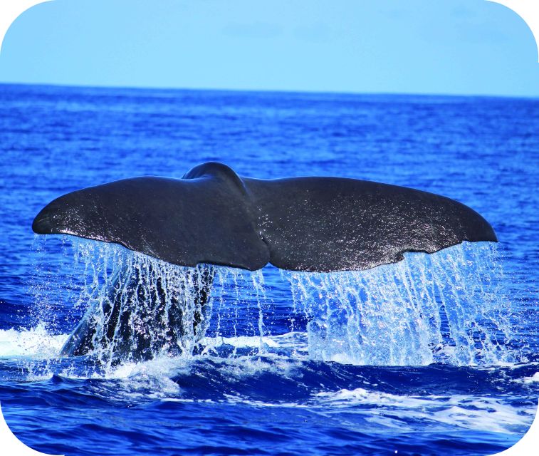 From Calheta: Whale and Dolphin Watching RIB Boat Tour - Why the RIB Boat Changes the Experience