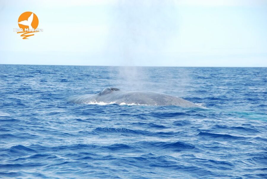 From Calheta: Whale and Dolphin Watching RIB Boat Tour - The Guides Make the Difference