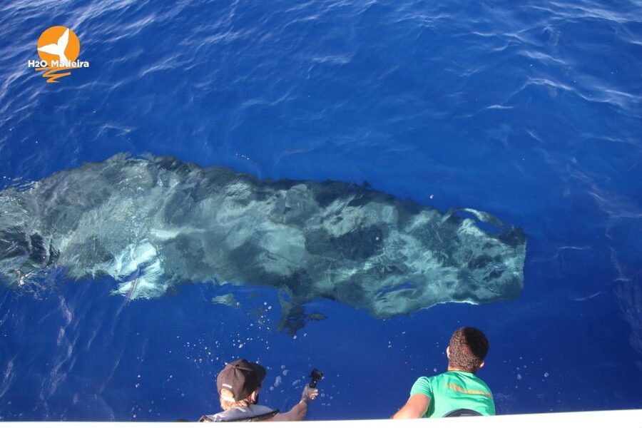 From Calheta: Whale and Dolphin Watching RIB Boat Tour - Madeira From Offshore