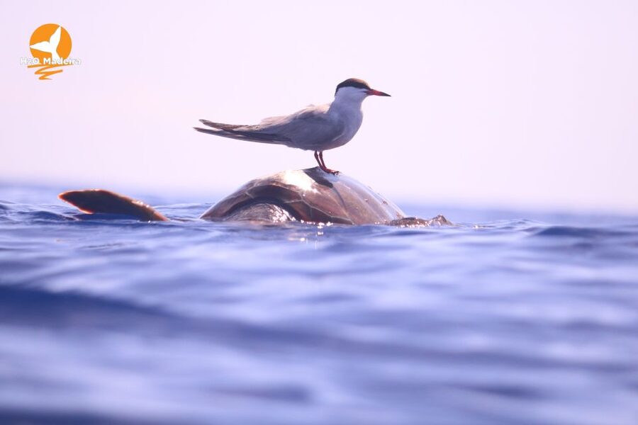 From Calheta: Whale and Dolphin Watching RIB Boat Tour - What $70 Buys You