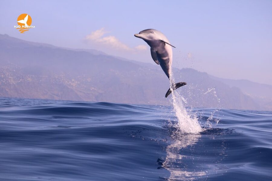From Calheta: Whale and Dolphin Watching RIB Boat Tour - Practical Preparation Before Departure