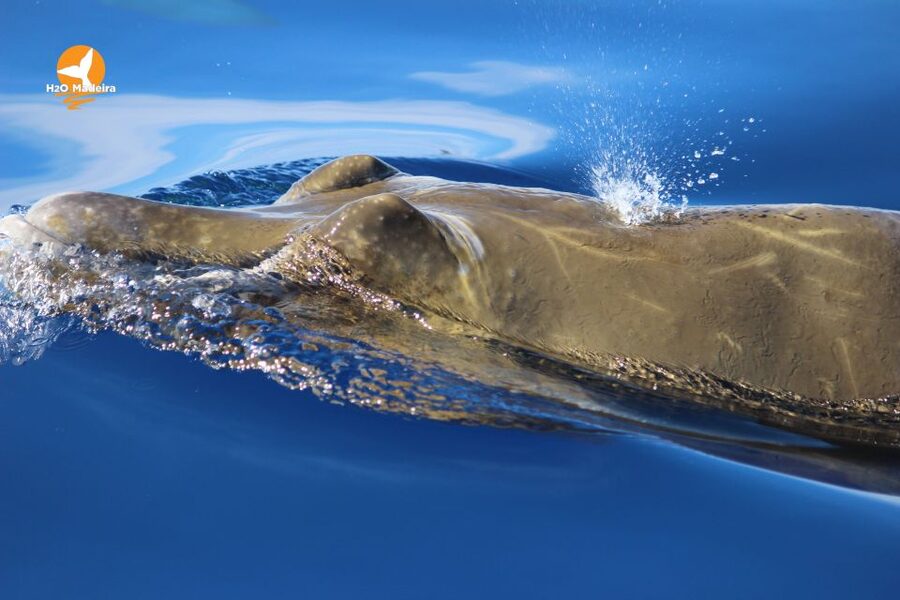 From Calheta: Whale and Dolphin Watching RIB Boat Tour - A Note About Swimming With Dolphins