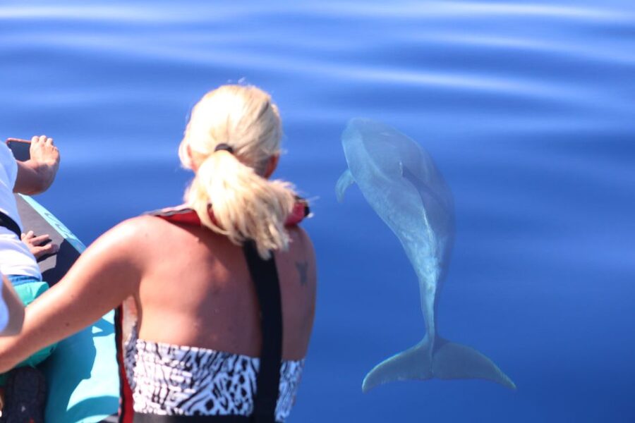 From Calheta: Whale and Dolphin Watching RIB Boat Tour - Searching for Whales and Dolphins in the Atlantic