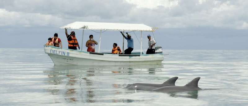 From Campeche: Isla Aguada Dolphin Encounter Tour - Key points to know before booking