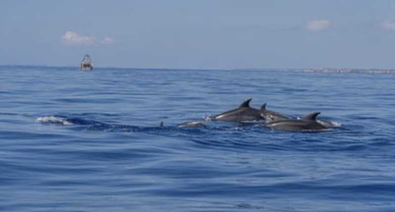 From Can Picafort: Dolphin Watching and Cave Boat Trip - Setting out from Can Picafort