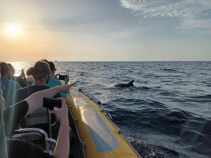 From Can Picafort: Dolphin Watching and Cave Boat Trip - Cap de Pinar and the sea cave