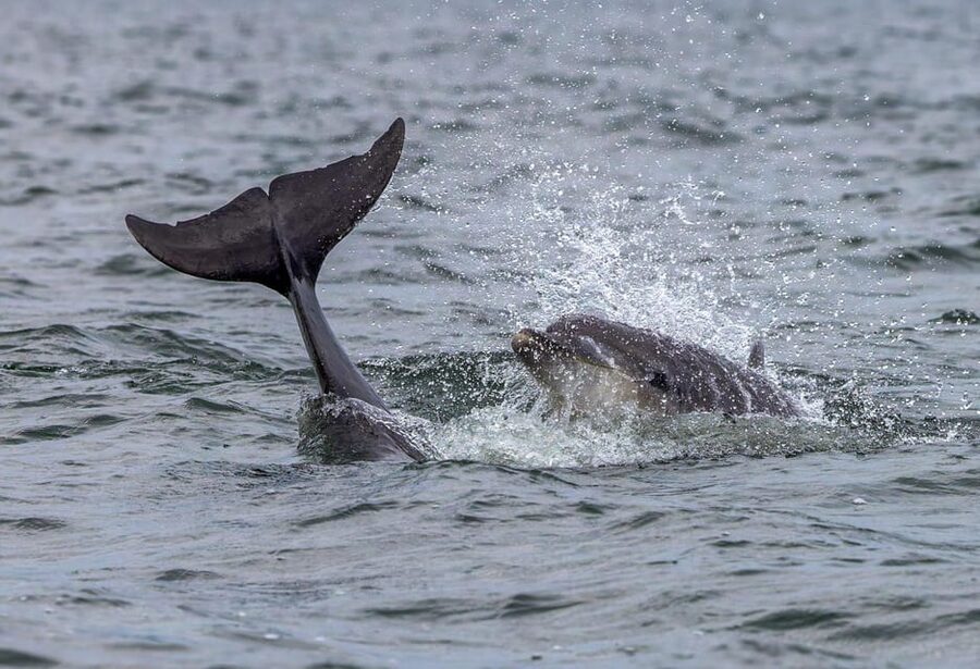 From Can Picafort: Dolphin Watching and Cave Boat Trip - What the $82 price covers