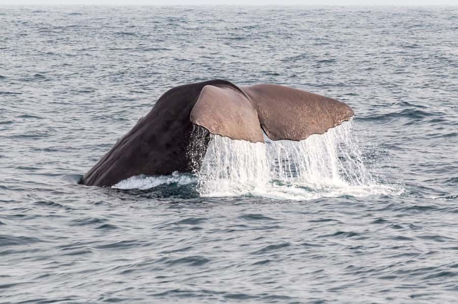 From Christchurch: Kaikōura Day Tour With Dolphin Encounter - Fish and chips before the boat