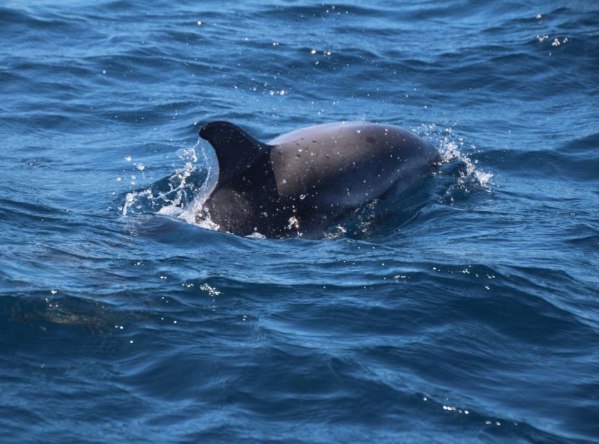 From Costa del Sol: Gibraltar Dolphin Watching by Boat - How to use your 3.5 hours of free time