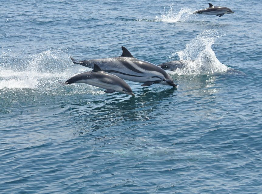 From Costa del Sol: Gibraltar Dolphin Watching by Boat - What you do not get: the Rock of Gibraltar