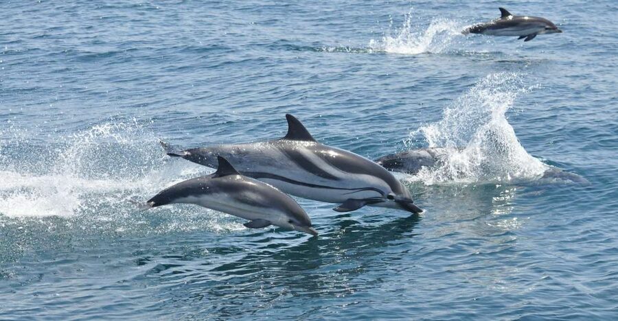 From Costa del Sol: Gibraltar Dolphin Watching by Boat - Timing problems to plan around