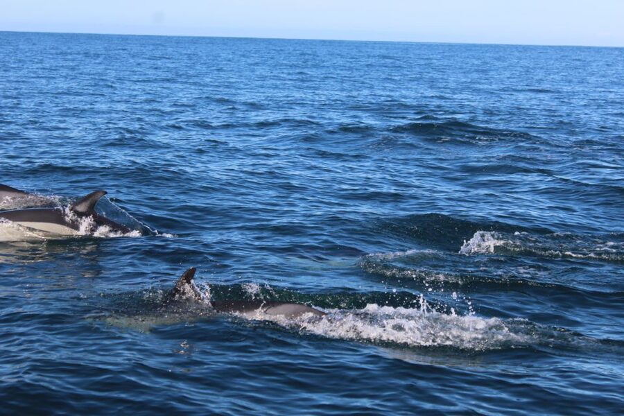 From Faro: Dolphin Watching & 2 Islands Tour - From Faro’s Old Town to the Atlantic
