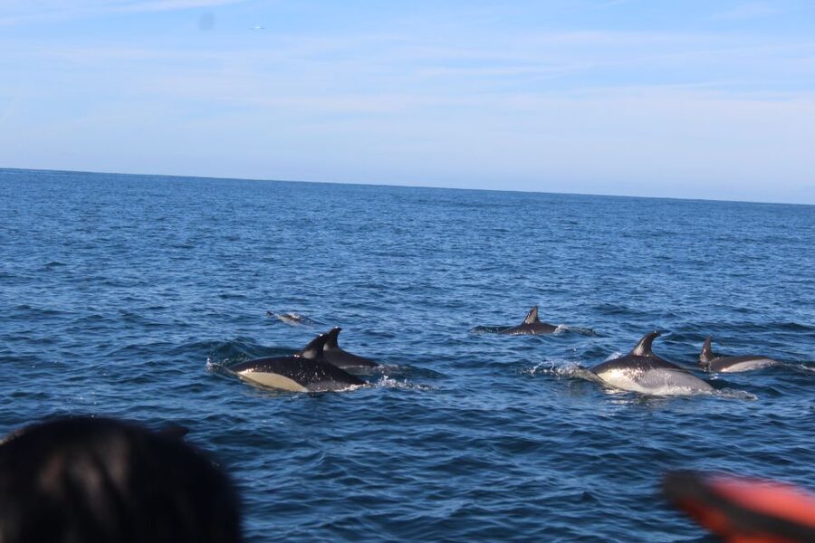 From Faro: Dolphin Watching & 2 Islands Tour - Ilha Deserta for Swimming and Quiet Beach Time