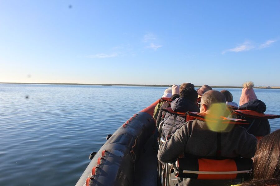 From Faro: Dolphin Watching & 2 Islands Tour - What the $70 Price Really Buys