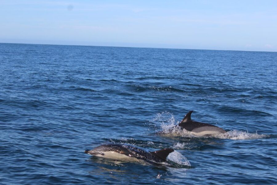 From Faro: Wildlife and Dolphin-Watching Speedboat Tour - Key points before you book