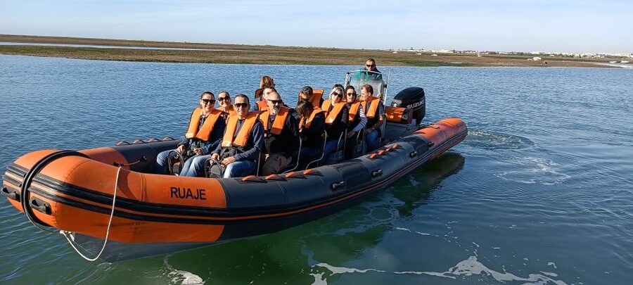 From Faro: Wildlife and Dolphin-Watching Speedboat Tour - Who should book this Faro dolphin tour?