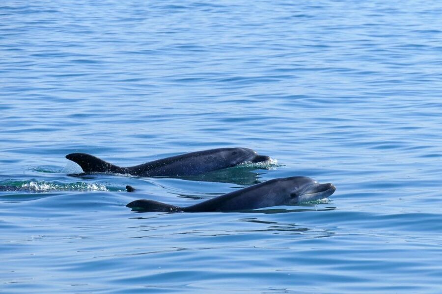 From Faro: Wildlife and Dolphin-Watching Speedboat Tour - More than dolphins: birds, turtles, sharks, and whales
