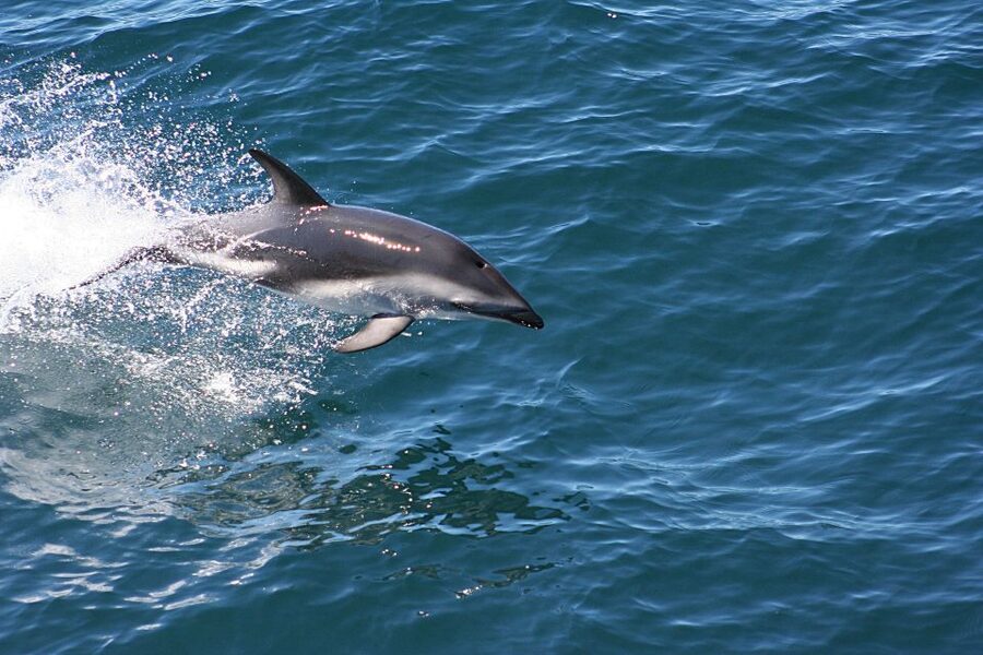 From Faro: Wildlife and Dolphin-Watching Speedboat Tour - What the small group changes