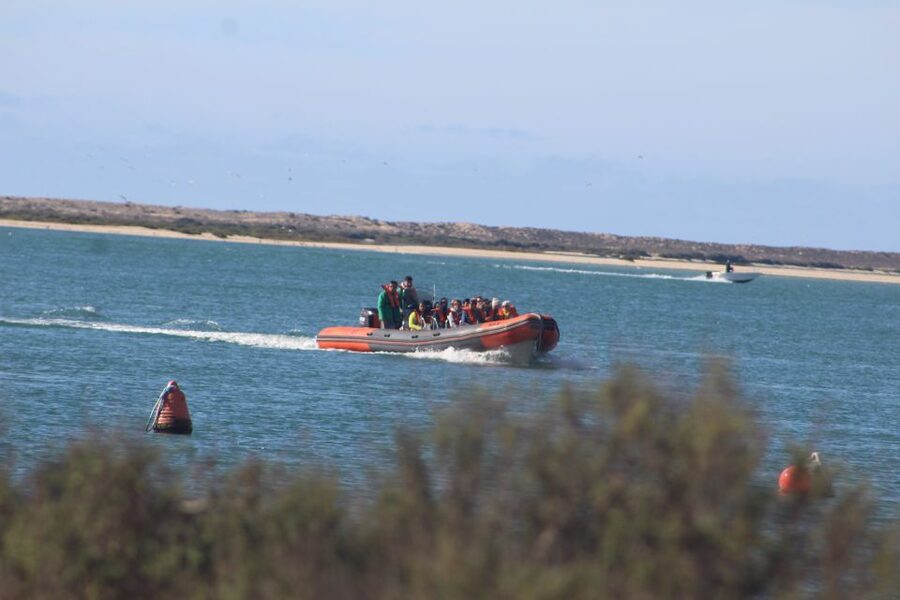 From Faro: Wildlife and Dolphin-Watching Speedboat Tour - Cape Santa Maria and the Atlantic crossing