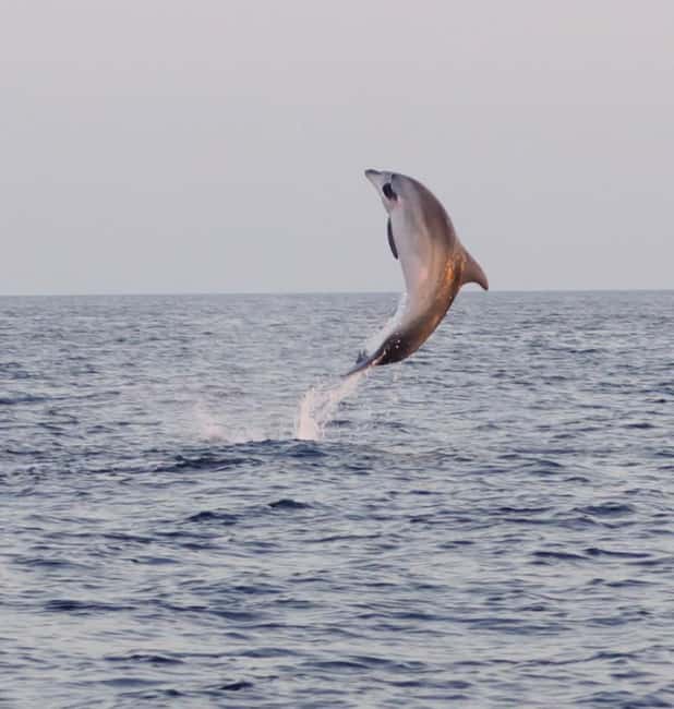 From Fazana: Dolphin watching and snorkeling in Blue Cave - Swimming near Brijuni for 45 minutes