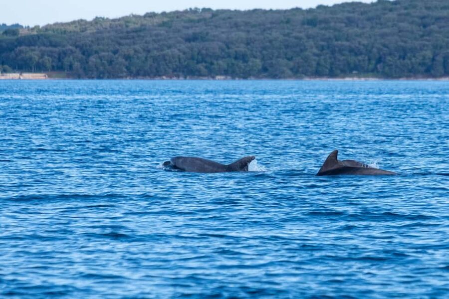 From Fazana: Dolphin watching and snorkeling in Blue Cave - Weather, comfort, and practical limits