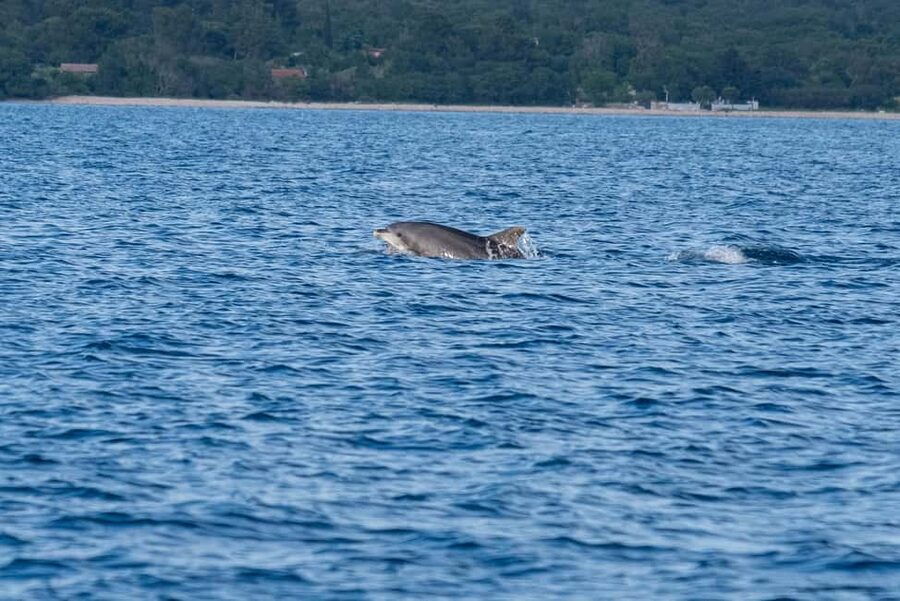 From Fazana: Dolphin watching and snorkeling in Blue Cave - Who will enjoy this boat trip?