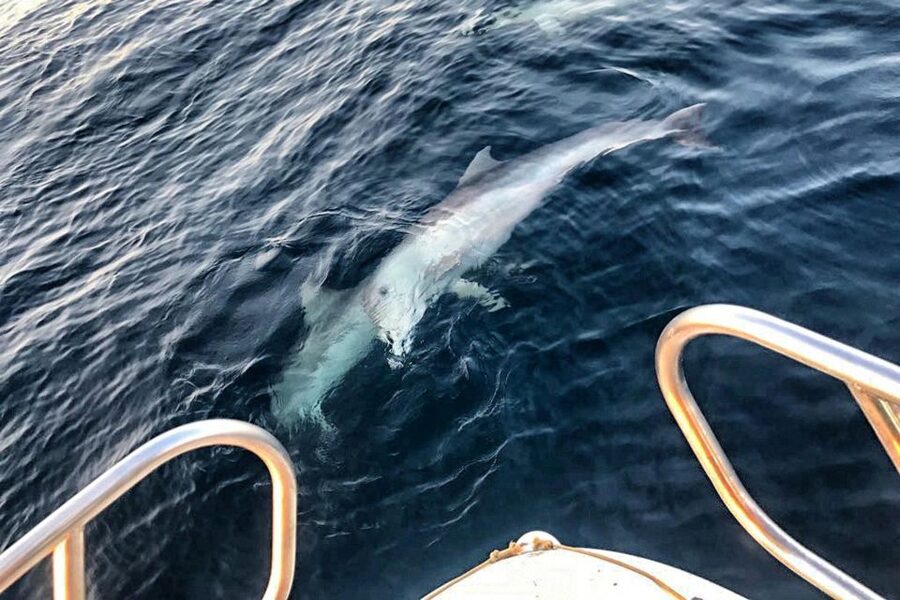 From Fazana: Private sunset dolphin tour - Key points at a glance