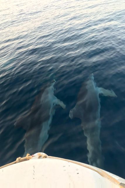 From Fazana: Private sunset dolphin tour - Watching dolphins in their natural home