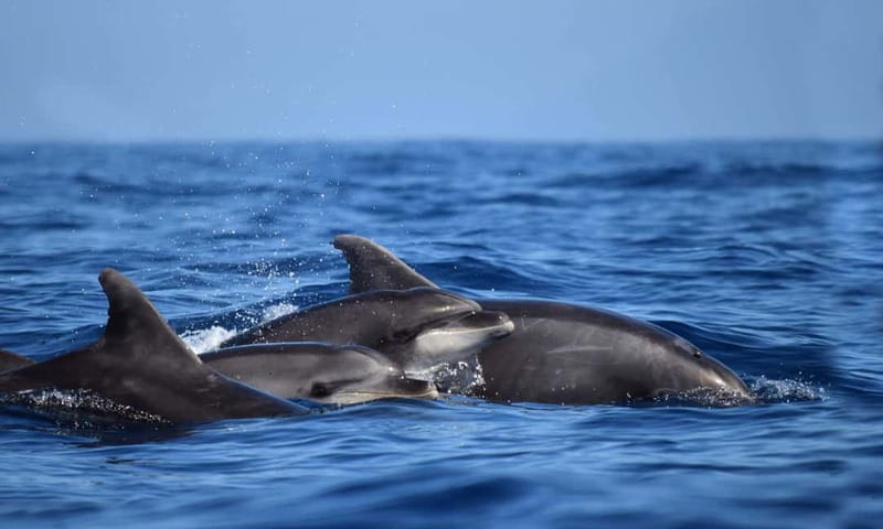 From Funchal: Ecological Catamaran Dolphin Whale Watching - Practical details that can save your morning