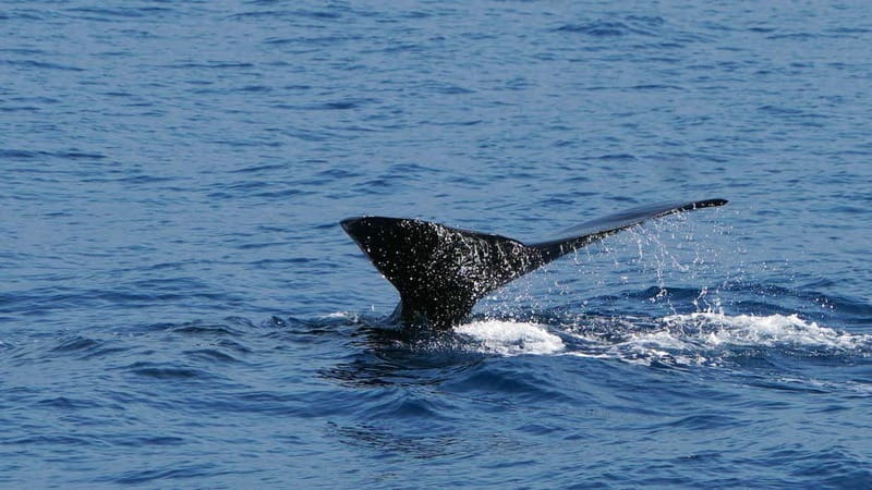 From Funchal: Ecological Catamaran Dolphin Whale Watching - The boat layout and the best place to stand