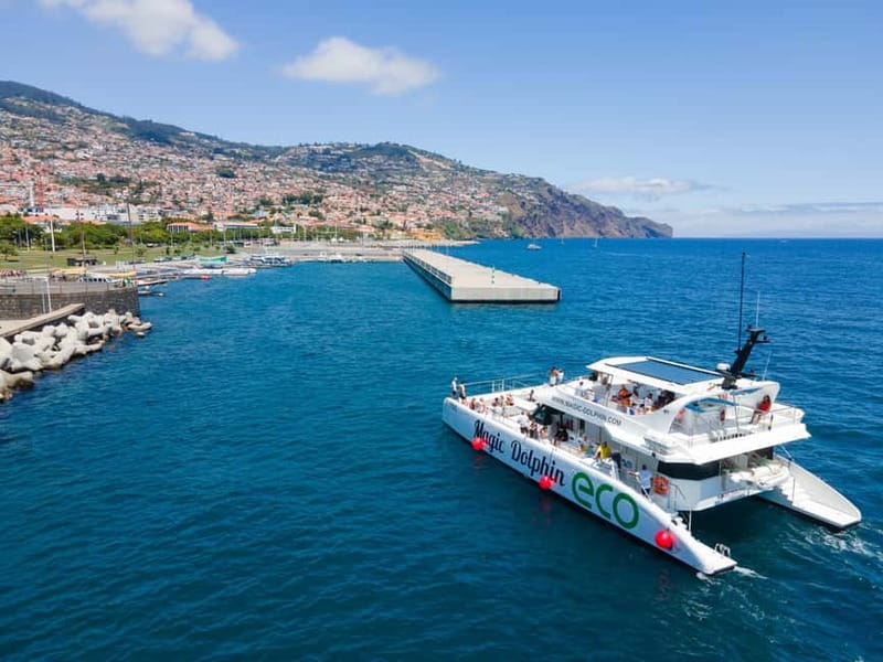 From Funchal: Ecological Catamaran Dolphin Whale Watching - Guides, wildlife rules, and the tone onboard