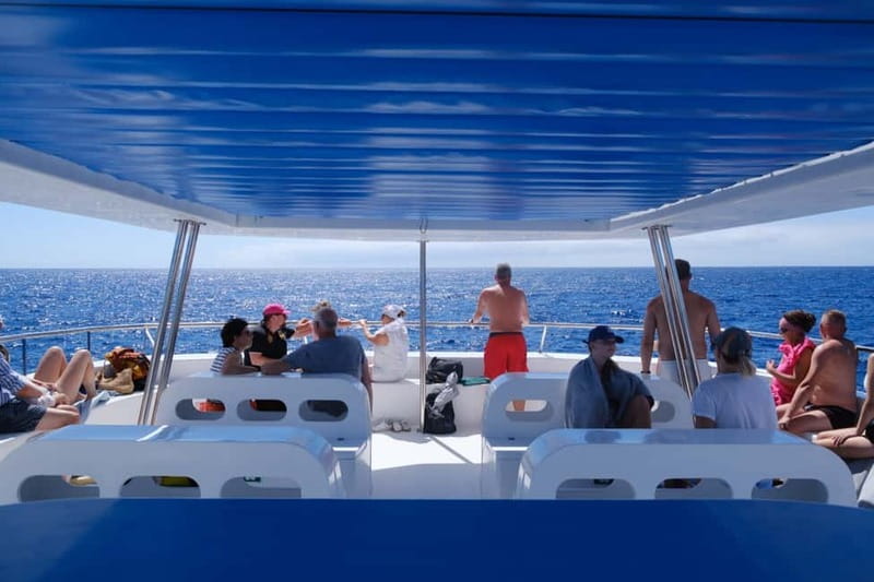From Funchal: Ecological Catamaran Dolphin Whale Watching - Is $41 good value?