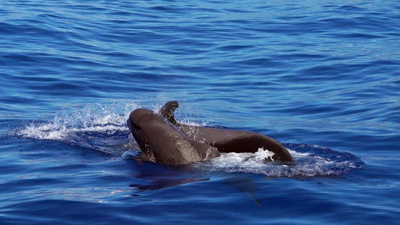 From Funchal: Ecological Catamaran Dolphin Whale Watching - What happens during the three-hour cruise