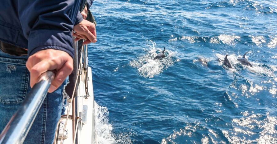 From Funchal: Madeira Dolphin and Whale Watching Tour - Leaving Funchal Marina for the Atlantic