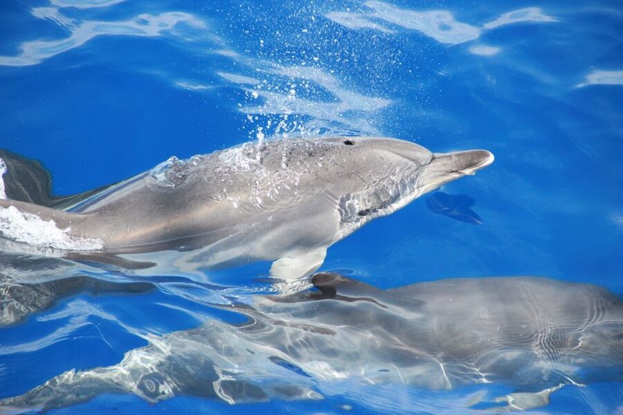 From Funchal: Madeira Dolphin and Whale Watching Tour - The best time to book this Madeira cruise