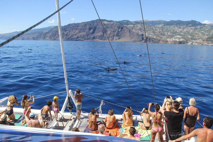 From Funchal: Madeira Dolphin and Whale Watching Tour - Who should book it, and who should skip it