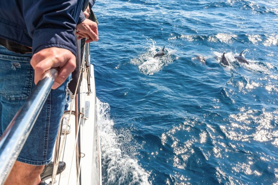 From Funchal: Madeira Dolphin and Whale Watching Tour - Why the catamaran setup improves the ride