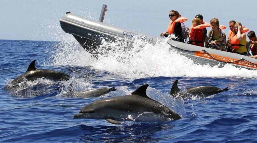 From Funchal: Whale and Dolphin Watching - Why Madeira is a good place for whale watching