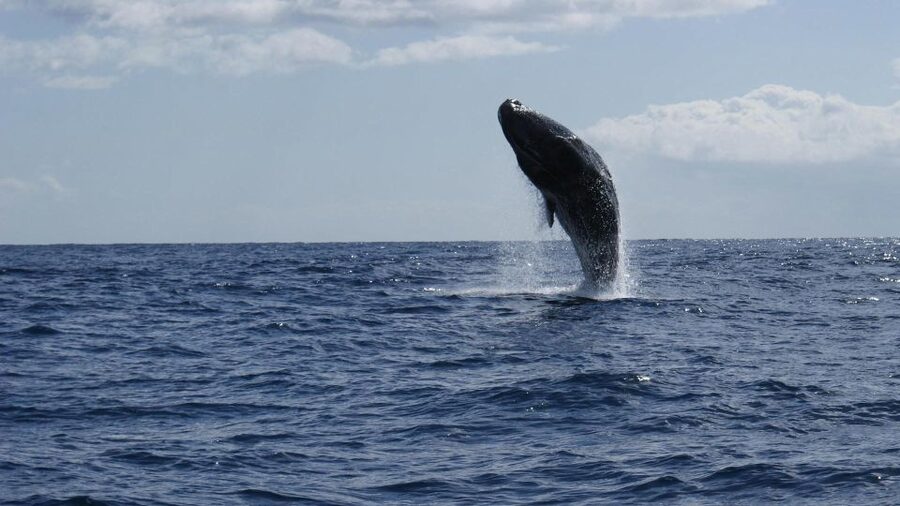 From Funchal: Whale and Dolphin Watching - Who should book this boat trip