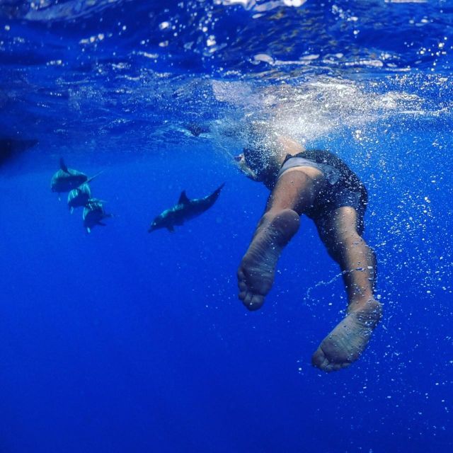 From Funchal: Whale and Dolphin Watching - What the 2.5-hour outing is really like