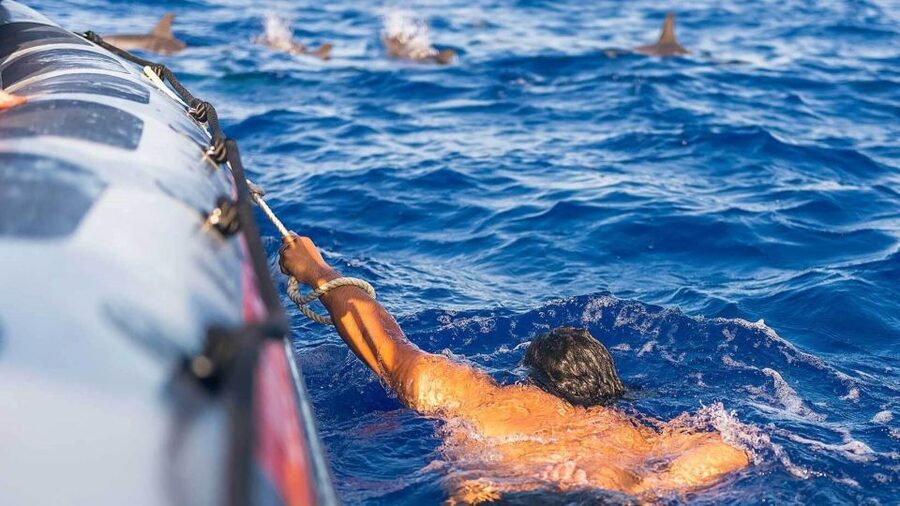 From Funchal: Whale and Dolphin Watching - The animals you might see