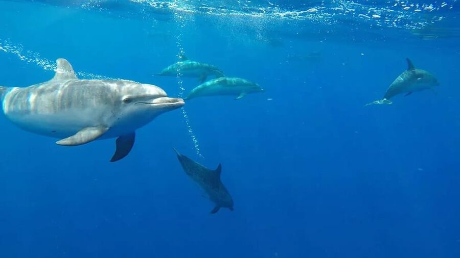 From Funchal: Whale and Dolphin Watching - The guides add real value