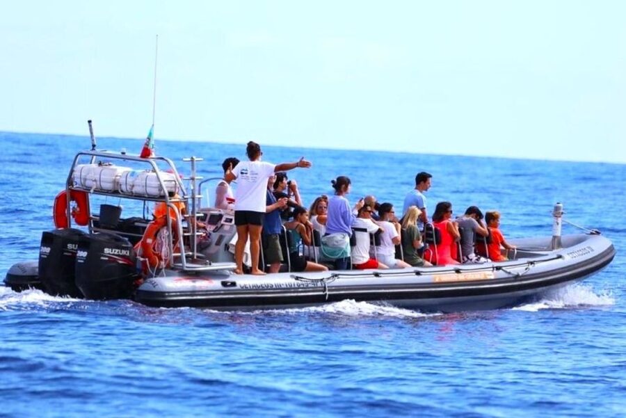 From Funchal: Whale and Dolphin Watching - What the $56 price buys you