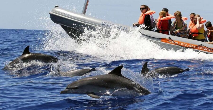 From Funchal: Whale and Dolphin Watching - A fast boat with only 18 seats