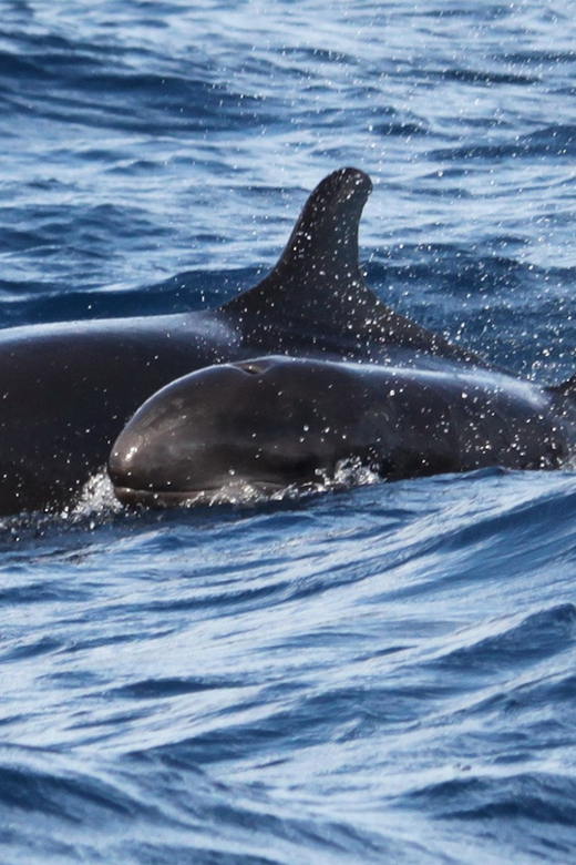 From Funchal: Whales and Dolphin Adventure Tour - Key points to know before booking